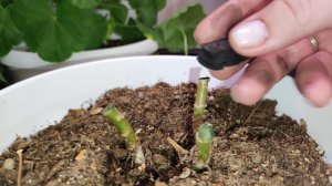 ТЕПЕРЬ ГЕРАНЬ ОБРЕЗАЮ только так, кусты никогда не заболеют! Сделайте так после ОБРЕЗКИ с ГЕРАНЬЮ!