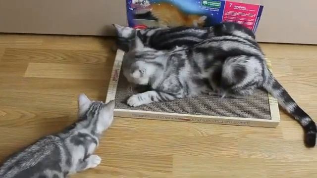 Как отучить кошку портить диван? Вам в помощь Когтедралка домашняя смотреть онлайн