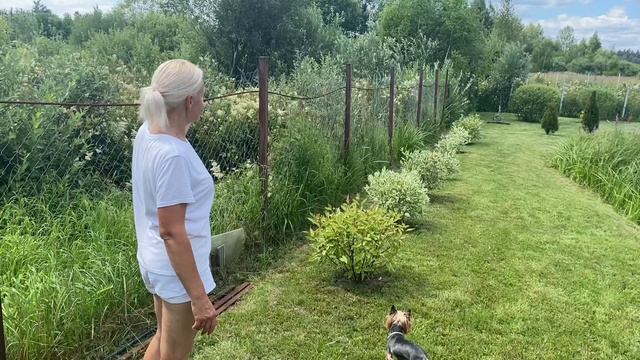 Уборка сада , нет конца и края🙈#Начало строительства#12 июля 2024#сад#огород#дача#деревня#