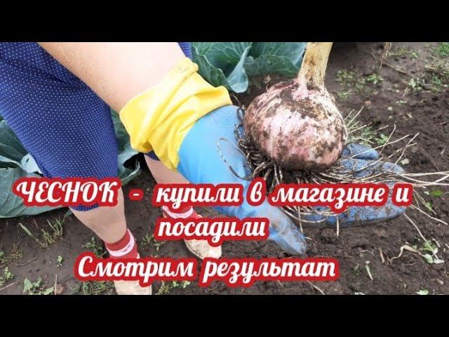ЧЕСНОК - купить в магазине и посадить.... смотрите что получилось.... смотреть онлайн