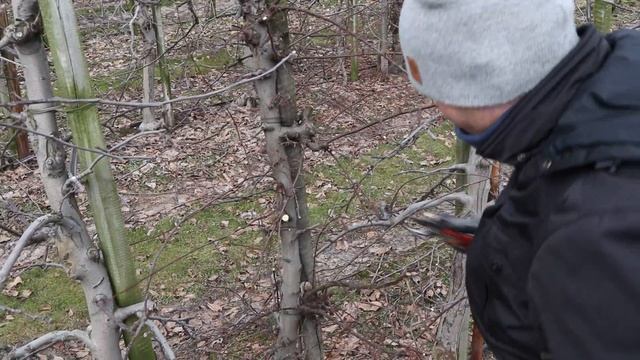 Red Jonaprince - cięcie 12-letnich drzew - jabłonie [sadownictwo] смотреть онлайн