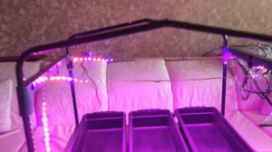 Фитолента для рассады. Установка фитоленты на сборный стеллаж для рассады