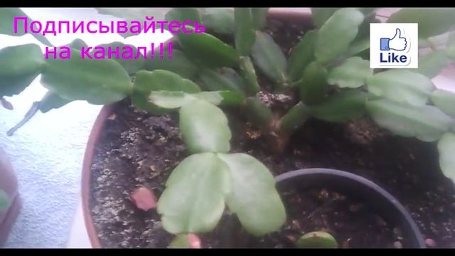 Декабриста! Красивое и пышное цветение!!! смотреть онлайн