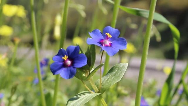 Anagallis arvensis - Cyprus смотреть онлайн