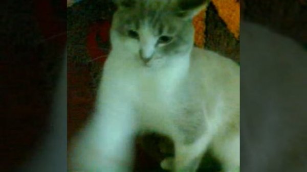 My cats play.mp4