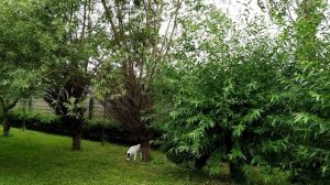 Формируем ивы.