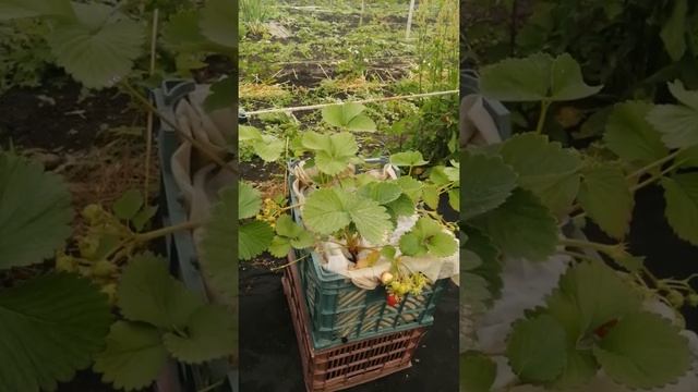 Клубника простой способ выращивания в квартире на балконе и не только???? смотреть онлайн