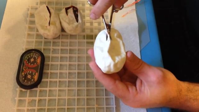 Egg cutting ball python clutch 2, 100% het clown to 100% he смотреть онлайн