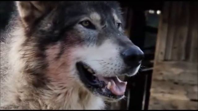 ВЛАДИМИР БАЗЫКИН-СТАЯ