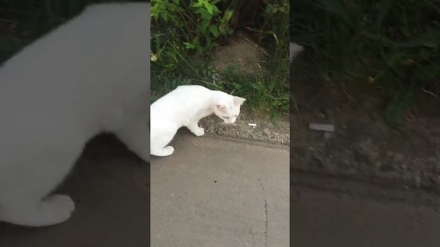 Нашли РЕДКУЮ ПАРОДУ КОШКИ (РазноГлазая Кошка) смотреть онлайн