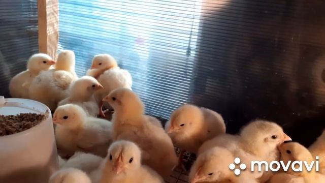 Наше хозяйство: индюшатам 23 дня, бройлерам 4 дня. Вес бройлеров РОСС-308. смотреть онлайн