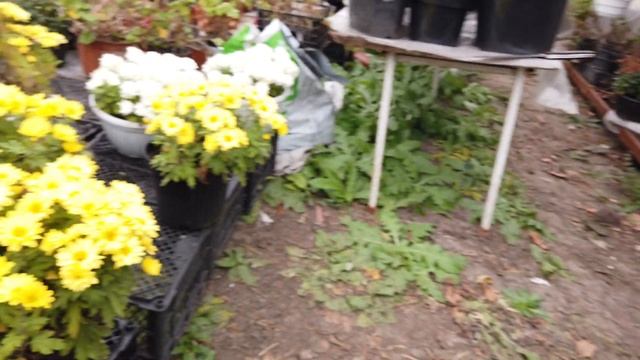 Не продаю кусты, а деньги получаю. смотреть онлайн