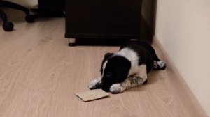 Щенок бордер-колли 1,5 месяца  Первые дни дома