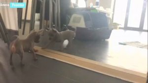 Русский той в 2 месяца.