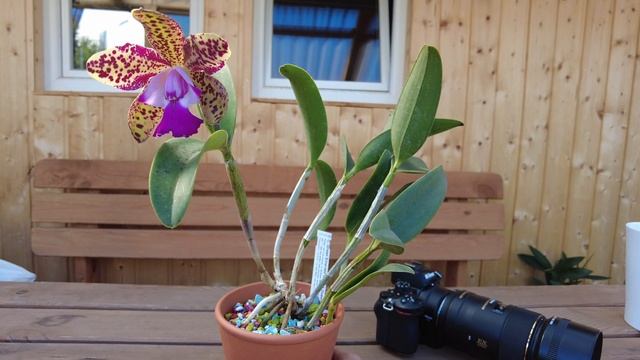 Cattleya Green Emerald 'Orchid Queen' смотреть онлайн