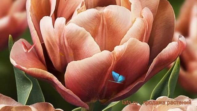 Тюльпан махровый Ла Бель Эпок (tulipa tyulpan) ? обзор: как сажать, луковицы тюльпаны Ла Бель Эпок смотреть онлайн