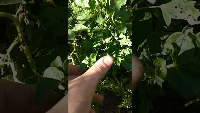 Борьба с клопом на картофеле смотреть онлайн