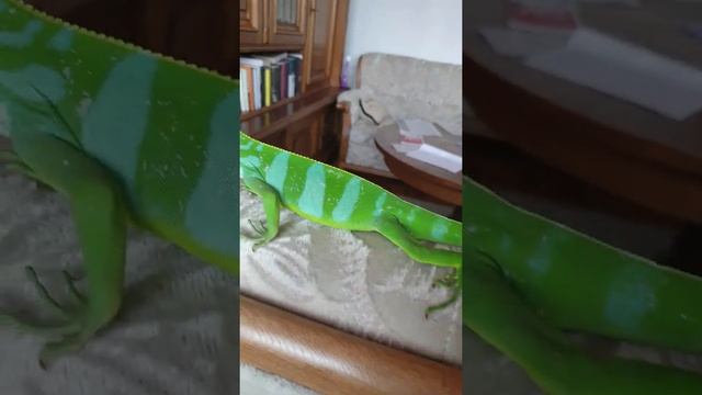 Brachylophus fasciatus Fuji iguana смотреть онлайн
