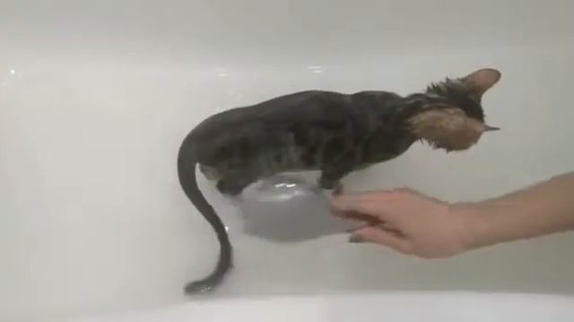 Бенгальские кошки. Питомник Faraon-show смотреть онлайн