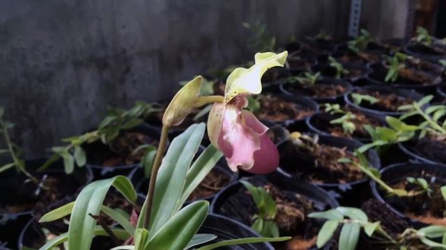 Paphiopedilum Henryanum