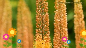 Эремурус гибридный Клеопатра. Краткий обзор, описание характеристик eremurus hybrida Cleopatra