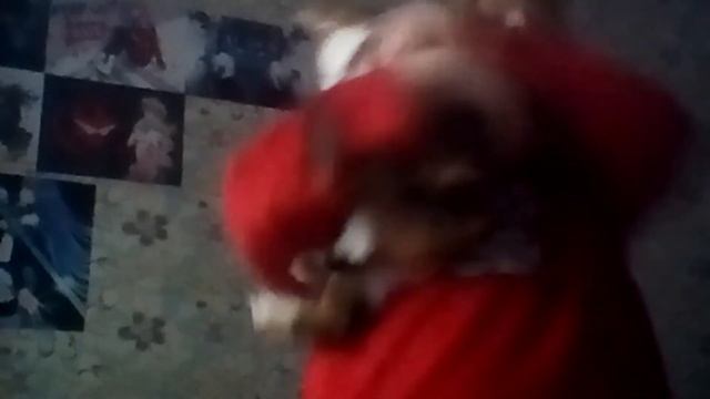 Обзор Как нужно тренировать кошек только самые крутые кошки могут это сделать всё Рассмотрите меня смотреть онлайн
