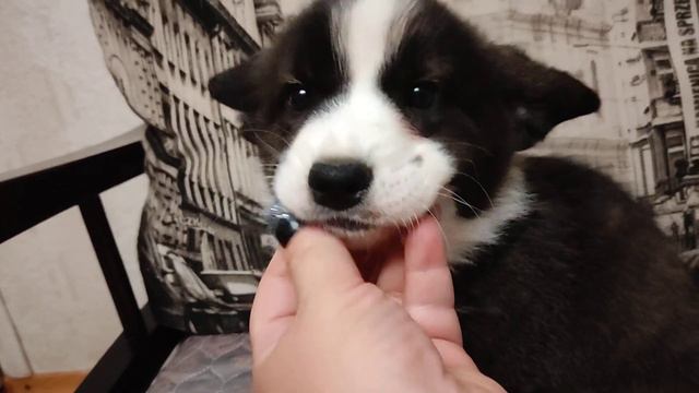 Самый - самый и точка!!! смотреть онлайн