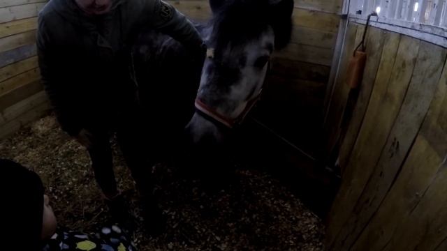 Лошади и Зоопарк в конном клубе 07/01/2020 смотреть онлайн