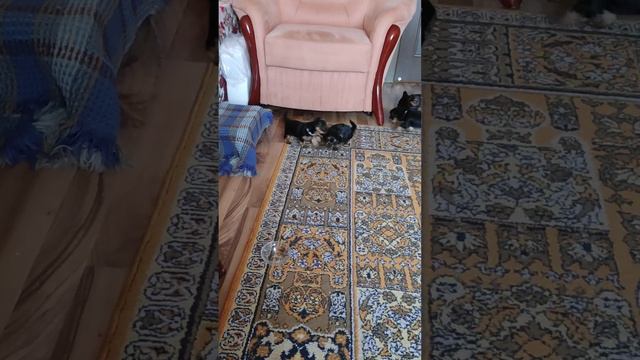 щенки йоркширского терьера