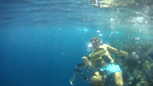 Египет рыбки с рук смотреть онлайн