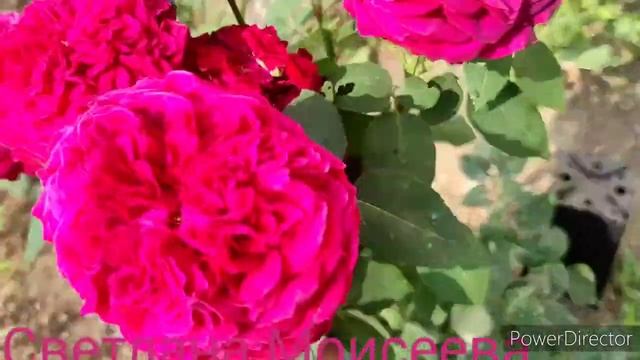 Роза Ред Леонардо да Винчи. На Урале. смотреть онлайн