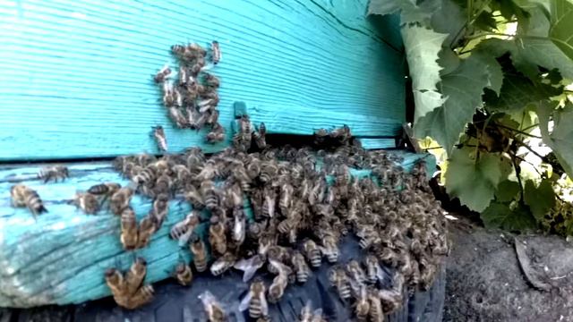 Замедленный полет пчел смотреть онлайн