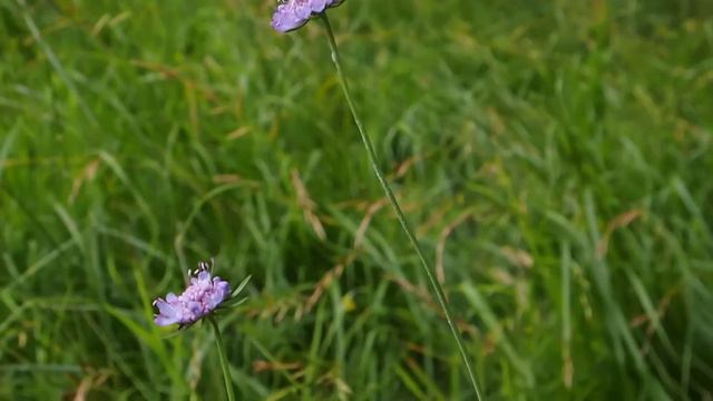 Scabiosa Columbaria 1.mp4