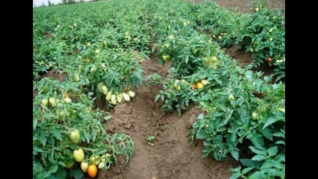 ЧАСТЬ 1. ОСОБЕННОСТИ ШТАМБОВЫХ ТОМАТОВ