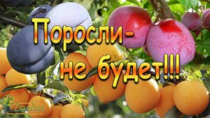 Поросли - не будет!