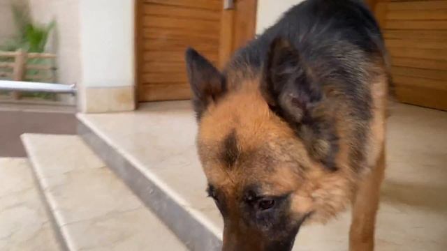 Smart Heart Power MAXX to your German Shepherd | 1 years 7 months old (Alveen) смотреть онлайн
