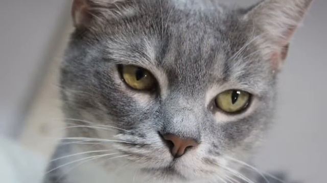 приют Кожухово смотреть онлайн