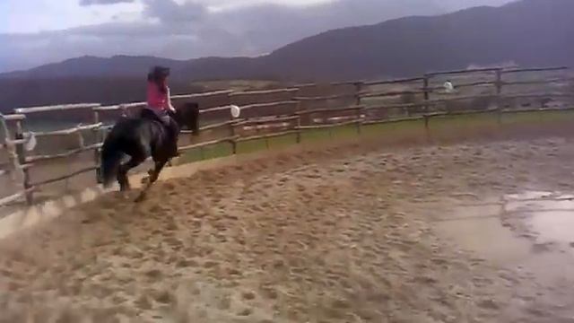 Cavallo Tolfetano 3 anni Bandito смотреть онлайн
