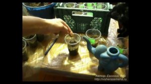 Посадка семя