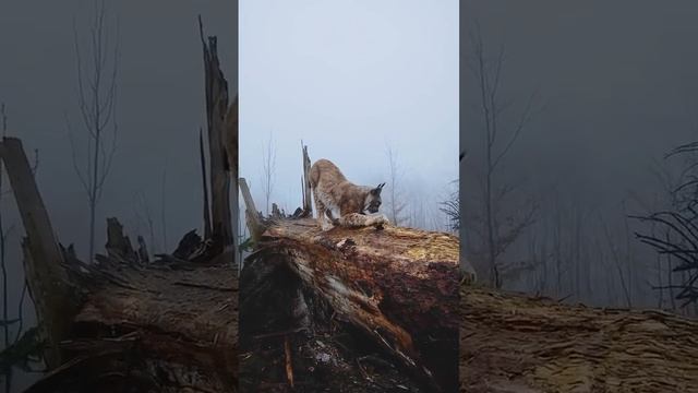 Рысь передвигается 'след в след' - задние лапы наступают на следы передних смотреть онлайн