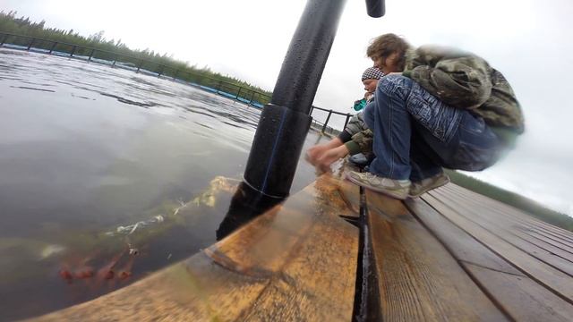 Feeding the white whale / Кормим белух смотреть онлайн