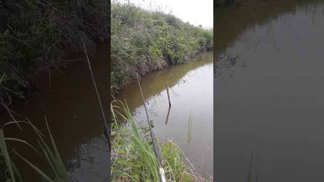 Рыба. Пруд на даче. Что и как