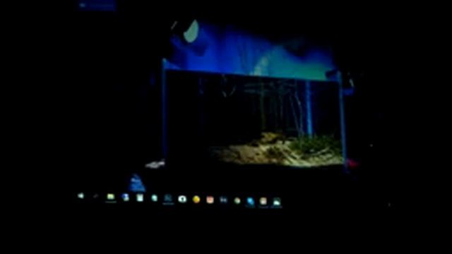 Как правильно фотографировать аквариумы? Секреты Елены Мазурек смотреть онлайн