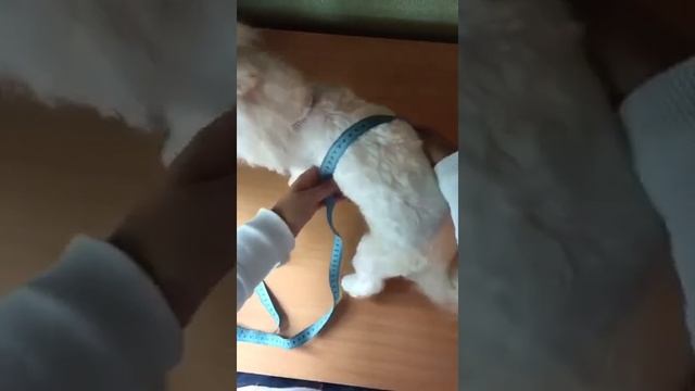 Как измерить охват груди? смотреть онлайн