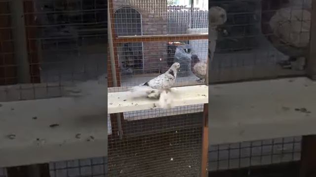 голуби Армавиры короткоклювые смотреть онлайн