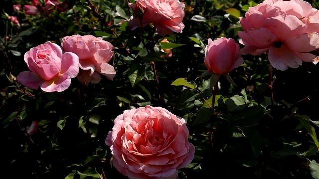 Обильноцветущие розы - шрабы. Энергичные кусты роз с большим количеством бутонов. Роза Фрэнсис Блэй смотреть онлайн