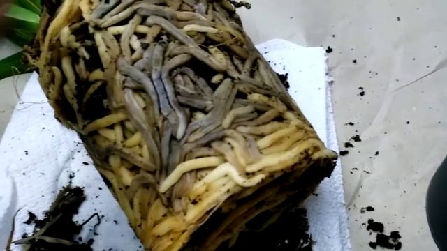 Cymbidium. Цимбидиум после покупки. Первые шаги. Спасаем корни!