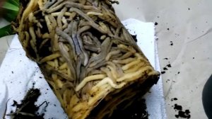 Cymbidium. Цимбидиум после покупки. Первые шаги. Спасаем корни!