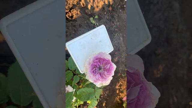 роза Blue Moon Stone (Блю Мун Стоун,Голубой Лунный Камень) питомник Maryroses.ru?