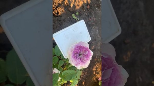 роза Blue Moon Stone (Блю Мун Стоун,Голубой Лунный Камень) питомник maryroses.ru?